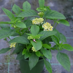 Lantana camara 'Gem™ Pearl' – lantana biała